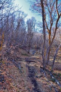 Bare trees in forest against sky