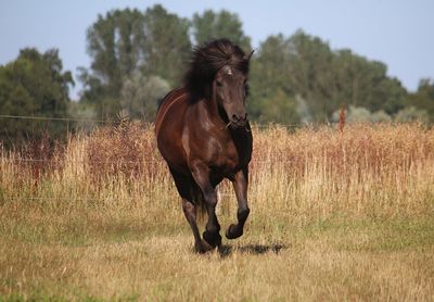 Horse running on field