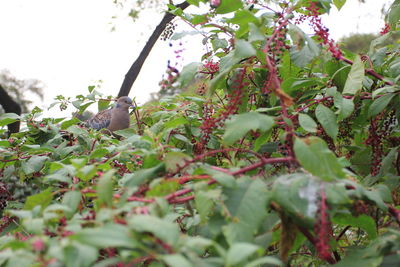 Close-up of flowers on tree