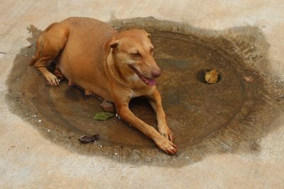 High angle view of dog lying down