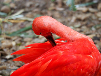 Close-up of red animal
