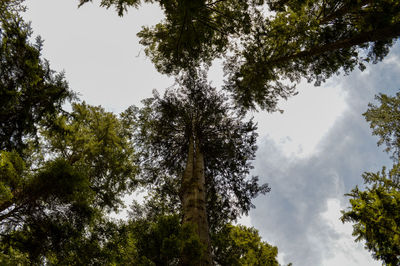 Low angle view of trees against sky