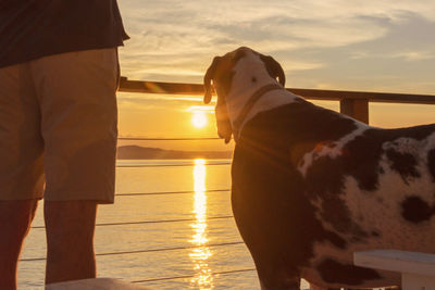 Rear view of dog standing by sea against sky during sunset