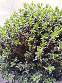 Full frame shot of plants