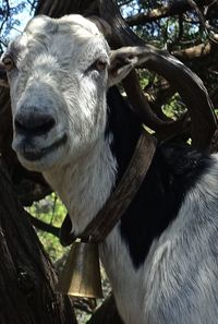 Close-up of a goat