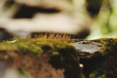 Close-up of leaf