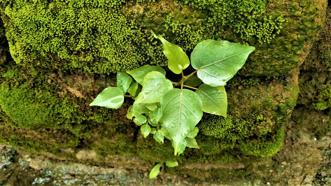 HIGH ANGLE VIEW OF GREEN LEAVES