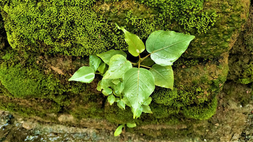 High angle view of leaves on ground