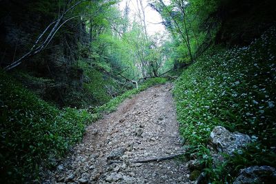 Footpath amidst trees