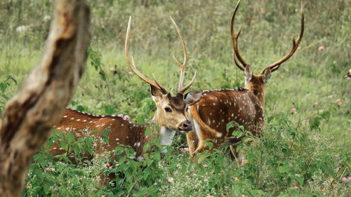 Two male chital deer or spotted deer in the forest