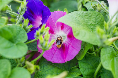 Close-up of insect on purple flower