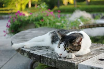 Cat sleeping on wall
