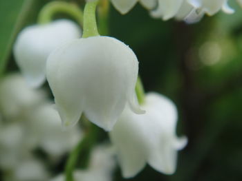 Close-up of flower against blurred background