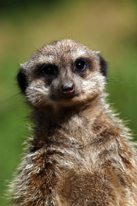 Close-up portrait of an animal