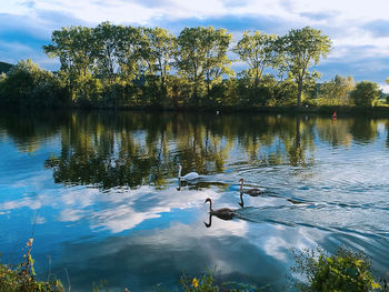 Swans swimming in lake against sky