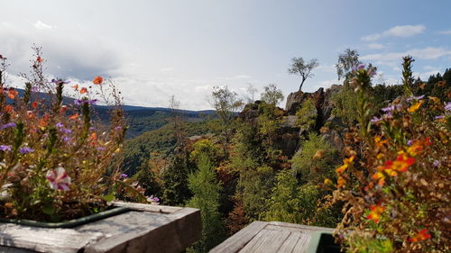 Scenic view of flowering plants against sky