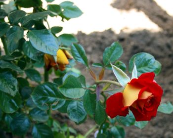 Close-up of red flowers growing on plant