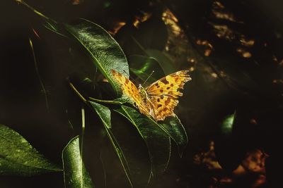 Close-up of butterfly on leaf