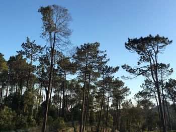 Low angle view of trees against blue sky