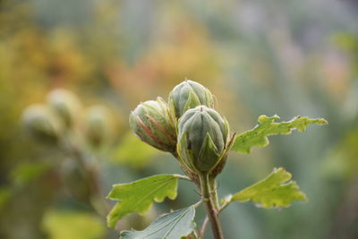 Close-up of buds on plant
