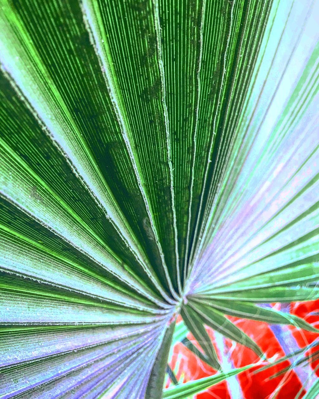 leaf, palm tree, palm leaf, green color, backgrounds, nature, full frame, frond, growth, close-up, no people, plant, day, multi colored, beauty in nature, freshness, outdoors, tree