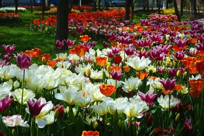 Colorful tulips in field