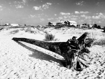 Fallen tree at beach against sky on sunny day