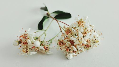 Close-up of flowers