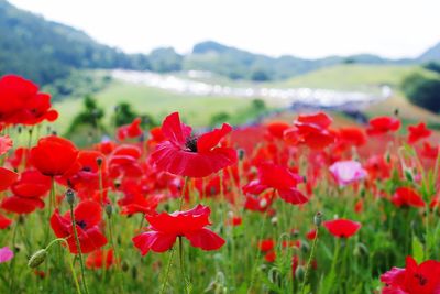 Close-up of red poppy flowers in field