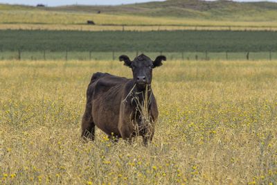 Portrait of horse in field