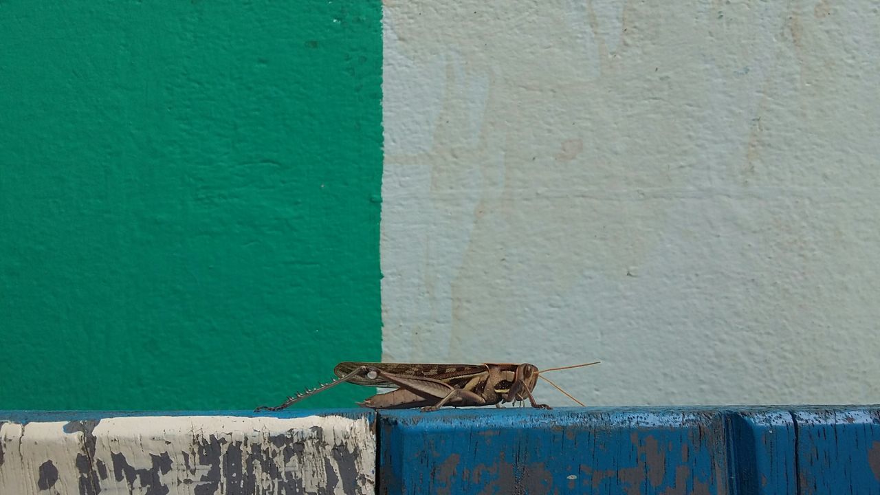 blue, wall - building feature, built structure, building exterior, wall, architecture, one animal, animal themes, weathered, wood - material, outdoors, house, door, day, old, no people, textured, closed, wooden, abandoned