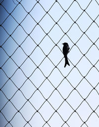 Low angle view of bird perching on chainlink fence