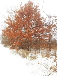 Trees on snow covered field against sky