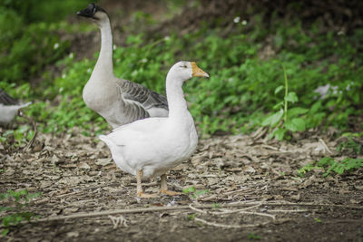 View of a bird on field