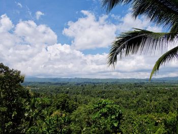 Palm trees on landscape against sky