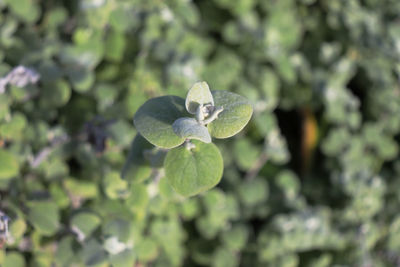 Close-up of green leaf on plant