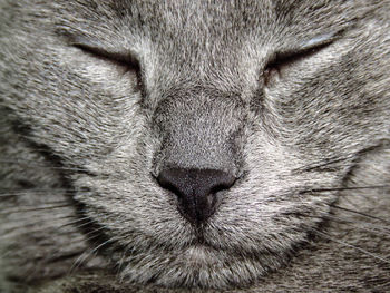 Close-up of cat