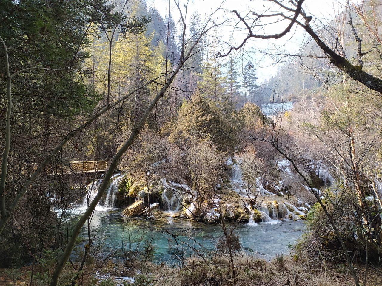 VIEW OF LAKE IN FOREST