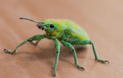 Close-up of insect