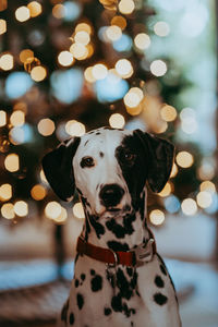 Portrait of dog with christmas lights