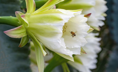 Close-up of insect on white flowering cactus