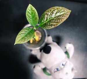 High angle view of small potted plant