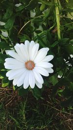 Close-up of white flower blooming outdoors