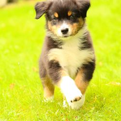 Portrait of puppy on field