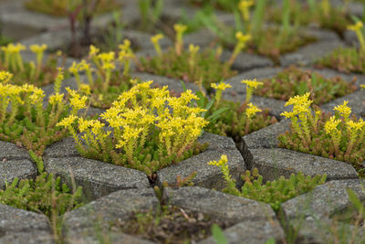 Close-up of yellow flowering plants on land