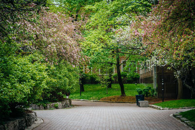 Footpath amidst trees in park