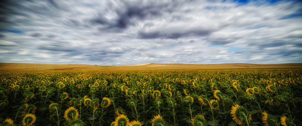 Scenic view of oilseed rape field against cloudy sky