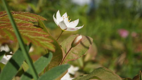 Close-up of white flowers