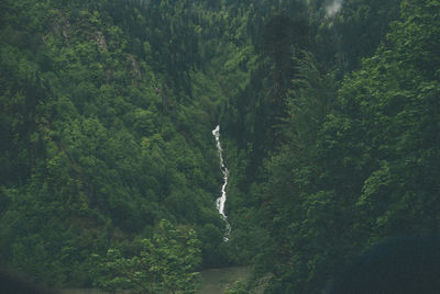 Scenic view of river amidst trees in forest