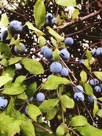 Close-up of fruits growing on tree